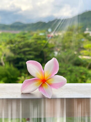 Pink Plumeria flower. Beautiful summer landscape background. Stylish conceptual photo. Lonely beautiful flower lies on metal surface. Bright colors. Beauty and loneliness. Floral creative composition.