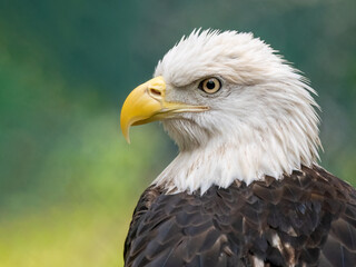 close up portrait of an american bald eagle