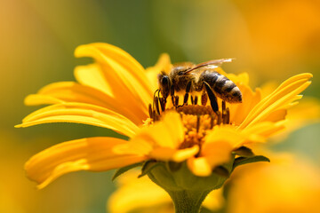 Bee and flower. Close up of a large striped bee collecting pollen on a yellow flower on sunny  day. Macro photography. Summer and spring backgrounds