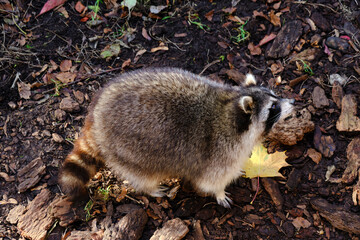 Raccoon poloskun in its natural habitat.