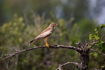 White-eyed buzzard perched on a branch