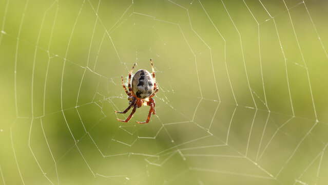 images of wildlife and wild insects. various spider photos.