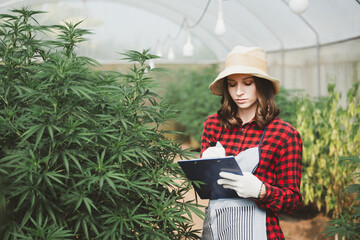 Farmer in a checkered shirt and hat inspects cannabis plants in a greenhouse while holding a...