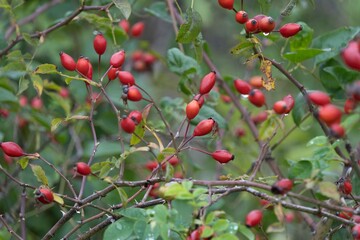 red berries on a bush