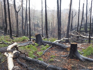 Forest after Wildfire 004
