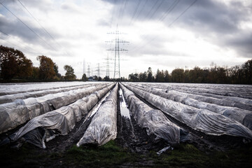 Spargelfeld mit Reihen von Hügeln und Plastikplanen