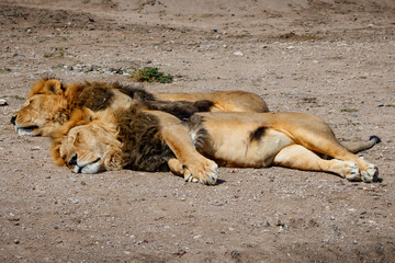 leones dormidos - obrazy, fototapety, plakaty