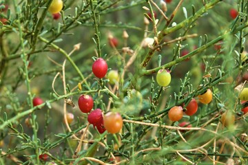 Wild tomatoes