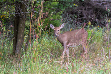 Urban White-tailed Deer In The Fall Woods