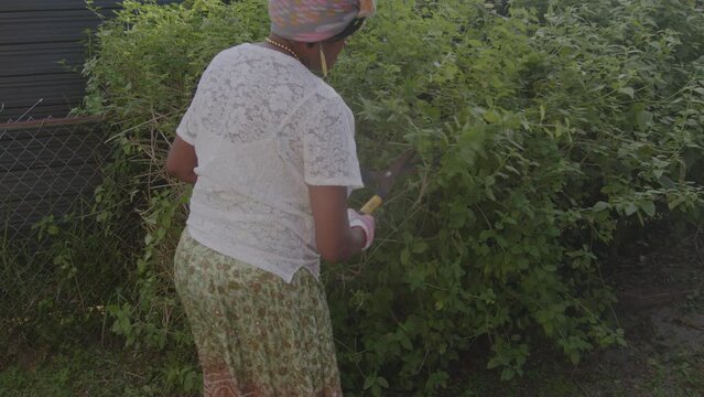 Woman in garden trimming plants