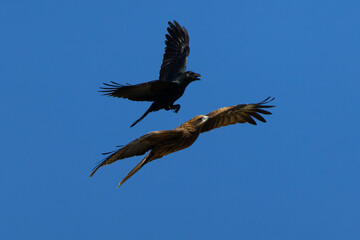 Obraz premium カラスにモビングされているトビ