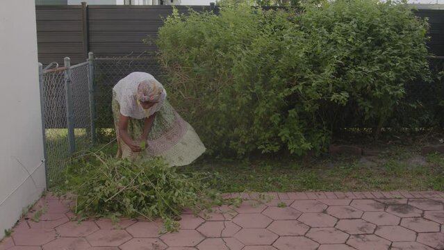 Woman in garden picking herbs 