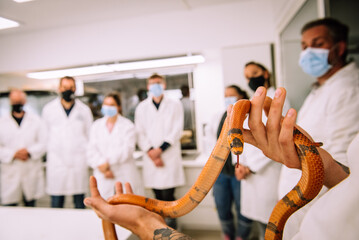 Manipulation of king snake in laboratory