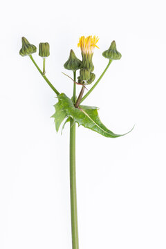 flowers and leaf of weed sonchus on white background
