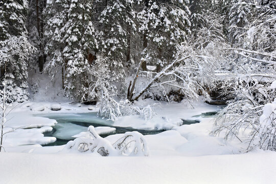 Winter landscape, frozen creek in winter fir forest in snow