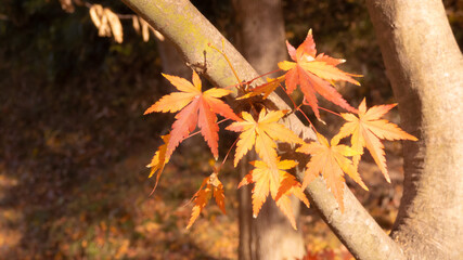 浮かび上がる紅葉