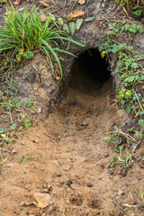Coney or european rabbit hole in the ground in Halmstad, Sweden