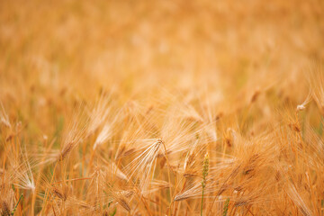 Ripe barley crop field in summer ready for harvesting