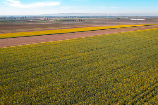 Blooming rapeseed field from drone pov © Bits and Splits