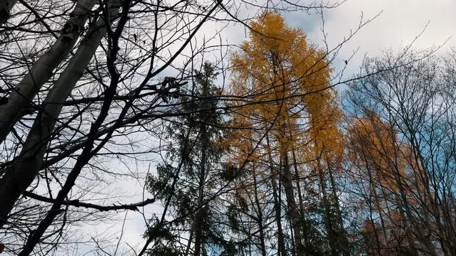 View from below of the trees of a forest. Yellow larch deciduous in autumn. Slow motion 4K