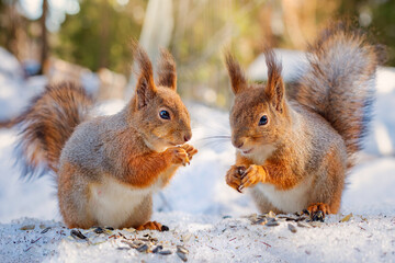two squirrels eat seeds in winter forest, squirrel family - Powered by Adobe