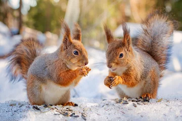 Foto op Plexiglas Eekhoorn two squirrels eat seeds in winter forest, squirrel family