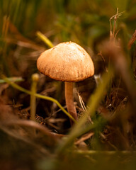 mushrooms in the forest