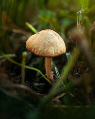mushroom in the forest
