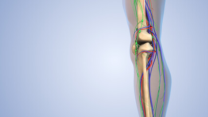 Human leg anatomy with skeleton, arteries,veins, nerves, and lymph nodes