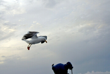 Möwe im Anflug