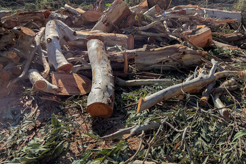 Stack of freshly cut tree trunks