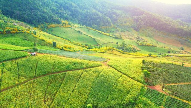 Drones are flying above countryside during sunrise, landscape of green and yellow mountains and agricultural areas. farmland in tropical. Thailand. cultivation concept. cultivation industry. 4K
