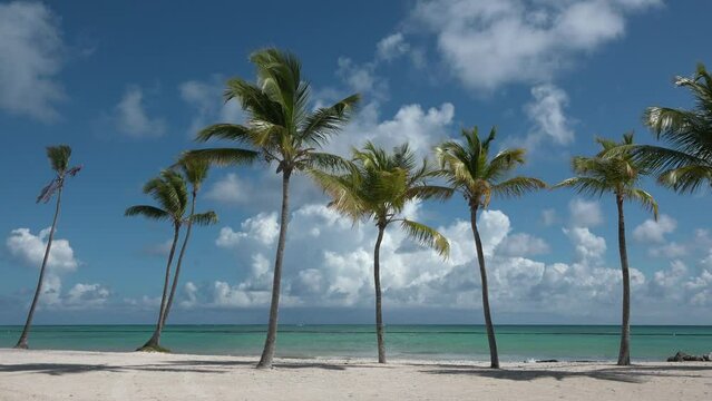The most beautiful beaches.Tall palm trees against a blue cloudy sky. Summer seascape of a tropical coast on a sunny day. Ocean Dominican Island Bounty. Paradises on planet Earth.