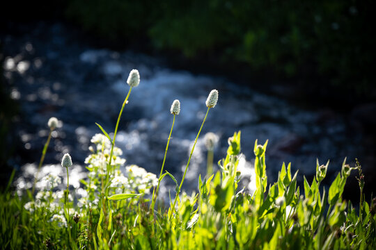 Spring Stream with closeup of wildflowers in Colorado Mountains
