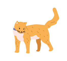 Kitty habits and life, isolated ginger cat strolling and walking. Domestic pet active lifestyle, feline animal, mammal with furry coat. Vector in flat style