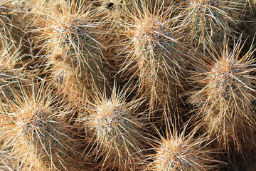 fluffy prickly cacti in bright day light