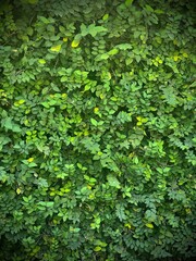 Green wall leaves