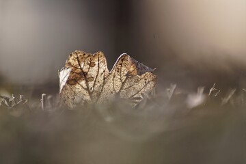 butterfly on the grass