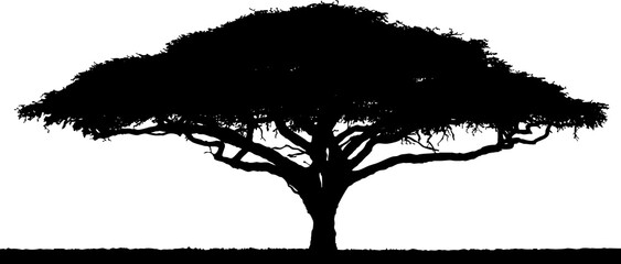 Vector silhouette of the tree-acacia isolated on white background.