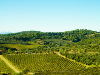 Fototapeta na wymiar Landscape of the Tuscan vineyards, Italy