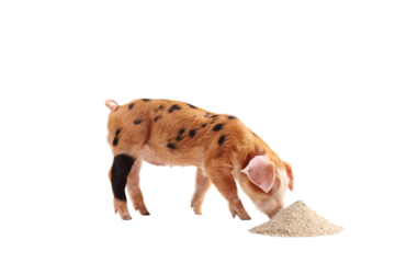 Piglet eating from a pile of grain livestock food