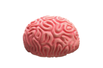 Model of a human brain