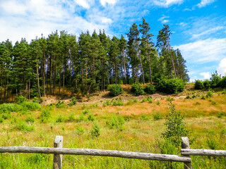 Meadow in forest in Pelcznica National Park. Poland.