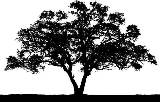 Black vector image of a silhouette of a tree in summer, isolated on a white background.