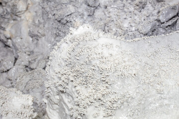 Limestone marble corallite sample mineral specimen