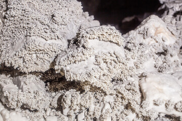 Limestone marble corallite sample mineral specimen