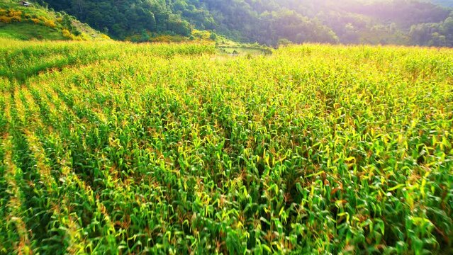 Drones are flying above countryside during sunrise, landscape of green and yellow mountains and agricultural areas. farmland in tropical. Thailand. cultivation concept. cultivation industry. 4K
