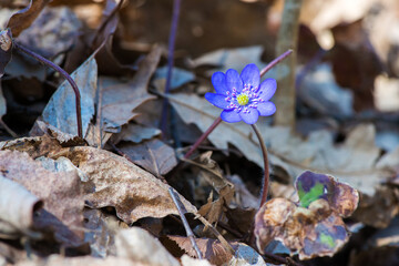 A beautiful spring flower, hepatica? Anemone hepatica? Hepatica nobilis - selective focus