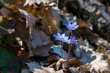 A beautiful spring flower, hepatica? Anemone hepatica? Hepatica nobilis - selective focus