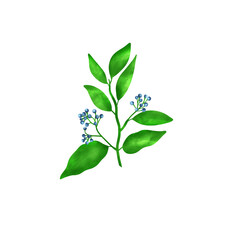 Camphor. A branch with berries and leaves. Illustration in watercolor style